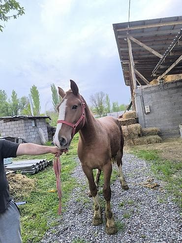 бургундский кролик: Продаю | Кобыла (самка) | Рабочий — 6