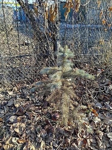 Отун: Көчөттөр дарактардын: Карагайлар, Өзү алып кетүү, Акысыз жеткирүү, Акылуу жеткирүү — 10