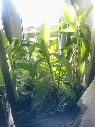 фумигатор от комаров бишкек: Продаю золотой ус Золотой ус используется широкого спектра — 3