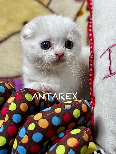 scottish fold: Чистопородные шотландские котята от красивой привозной пары (Россия) — 6