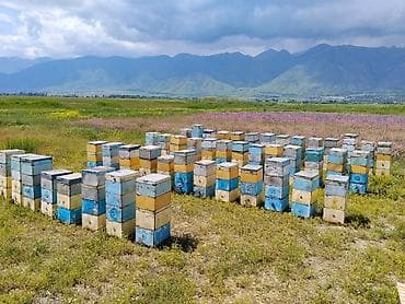 Пасека сатылат 47 семья 3 корпус (2 дадан 1 рута) ремень крючоктору