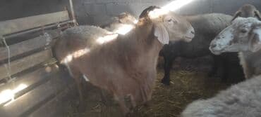 продажа щенков немецкой овчарки с документами в бишкеке: Продаю | Баран (самец) | Эдильбаевская | Для разведения | Осеменитель — 1