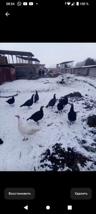 Аквариумы: Ундук тор короздору 3700 Дон 5000 минге чейин мекиштери 2500 Дон 3500 — 3