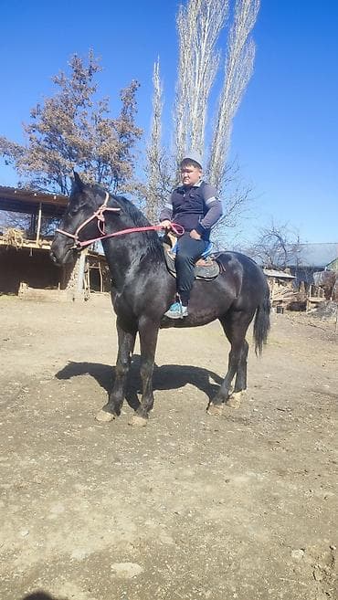 детская лошадь: Продаю | Жеребец | Рабочий — 2