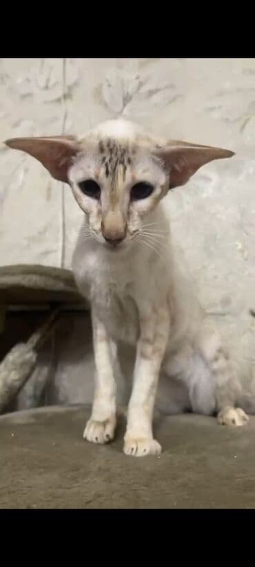 шотландская вислоухая длинношерстная кошка: Ориентальная, 2 года, Девочка, Белый, Кастрирована, Приучена к лотку, Проглистована — 9