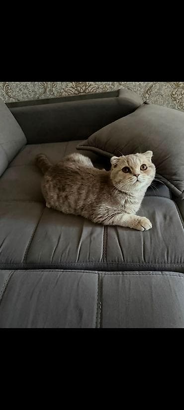 кошка пушистая: Шотландская вислоухая кошка (Scottish Fold) - Окрас: светло-серый с — 2