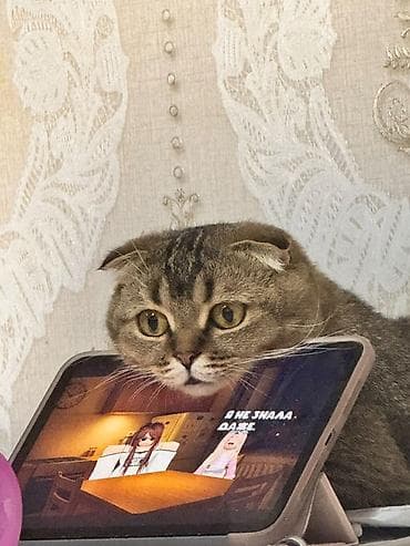 сибирский кот купить: Продаю Шотландскую золотую шиншиллу 🇺🇸 Про кошечку: Оочень элитная — 7