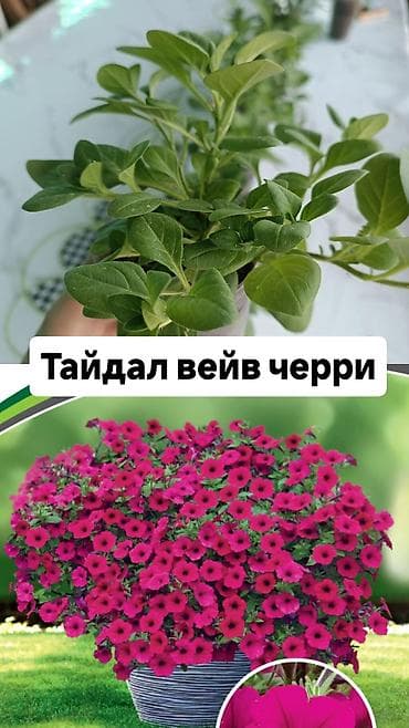 матки пчел: Рассада ампельной петунии (серии Тайдал Вейв и Опера) Доступные — 9