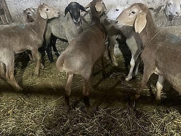 кошки в ош: Продаю | Овца (самка), Ягненок, Баран (самец) — 2