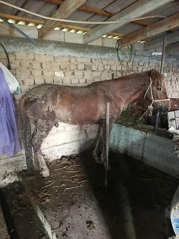 Продаю | Жеребец | Рабочий