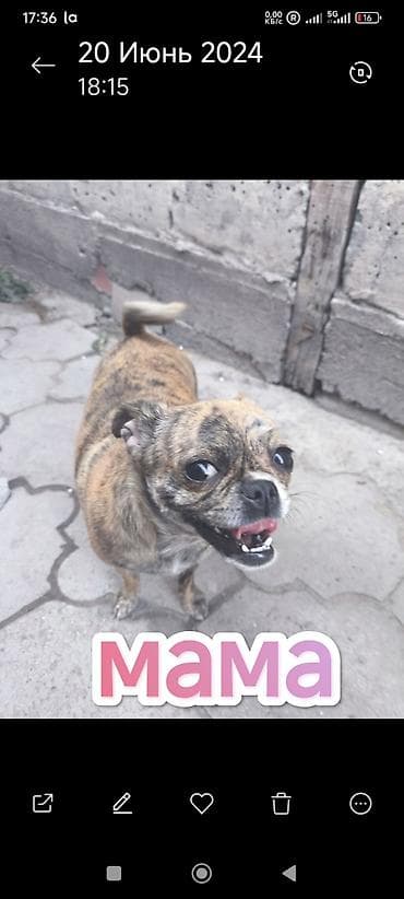 тойтер: Собака даром: Той-терьер, 2 года, Самка — 6