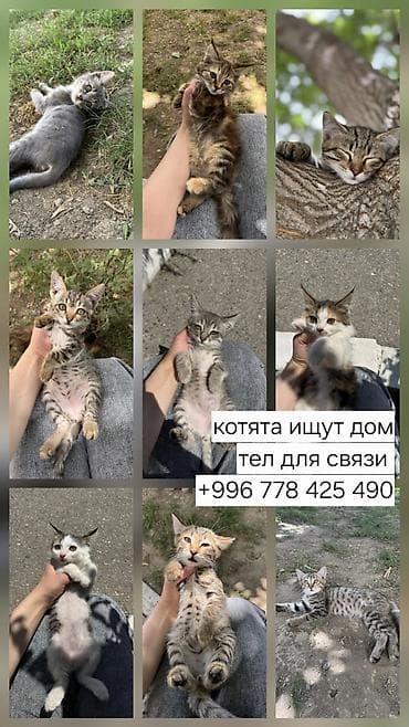 Котята ищут дом - Милые разноцветные малыши: среди них есть серые