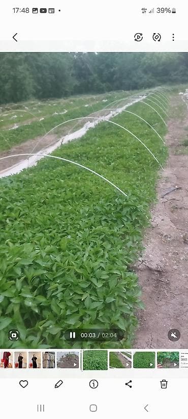 уголь каракече бешсары шабыркуль каражыра доставка бишкек купить фото: Рассада овощных культур в открытом грунте (пленочные дуги) - Крепкие — 2