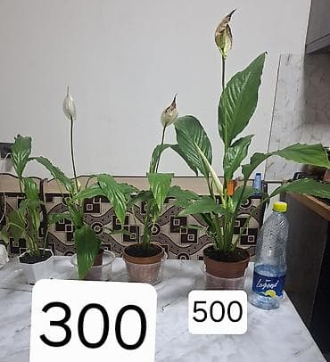 музыка ветра: Продается комнатная ель араукария женское счастье, шефлера — 5