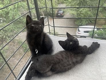 Котята в добрые и ответственные руки!!! Описание: - Возраст на фото
