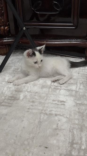 Отдам в добрые руки 🤗Котёнок, белый с чёрными пятнышками .К лотку