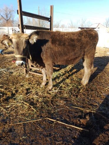 отдам в добрые руки собаку: Байланыш номер — 1