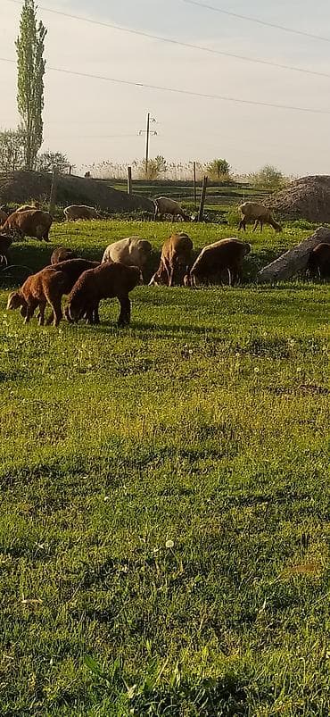 продаю баранов: Продаю | Овца (самка) | Для разведения — 4