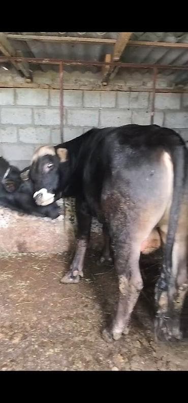 Продаю | Корова (самка), Бык (самец), Тёлка | Швицкая | На забой, Для разведения, На откорм | Осеменитель