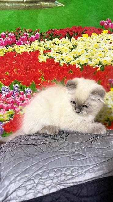 black cat: Скотиш Фолд (Шотландская вислоухая), 3 месяца, Мальчик, Проглистована, С прививками, Приучена к лотку — 5
