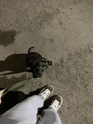 🐾 Заботливая передержка и выгул собак 🐾 Вам срочно нужно улететь — 3