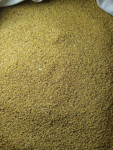 мёд цена бишкек: Уруктар тоют өсүмдүктөрүнүн: Беде, Өзү алып кетүү — 2