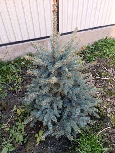 саженцы туя колоновидный: Көчөттөр дарактардын: Карагайлар — 1