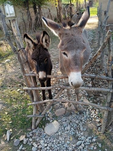 купить черную немецкую овчарку: Ослы домашние, серой масти. Описание: - Взрослая пара ослов с ровной — 4