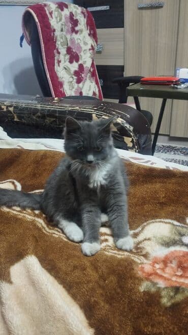 бенгальская кошка фото цена: Кошка даром: Беспородная, 4 месяца, Девочка, Приучена к лотку, Проглистована — 4