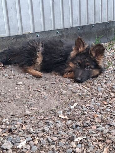 сибирские хаски: Немецкая овчарка, 3 месяца, Самка, С прививкой — 3