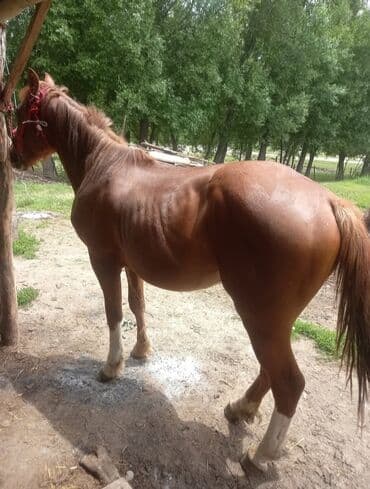 связи с переездом: Продаю | Конь (самец) | Дончак | Конный спорт — 2