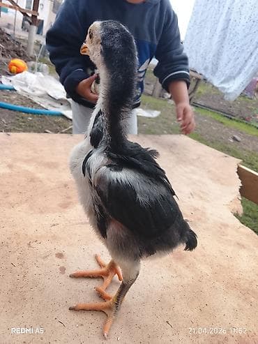 дакан цыпленок: Продаю | Цыплята | Бойцовая | Для разведения — 10