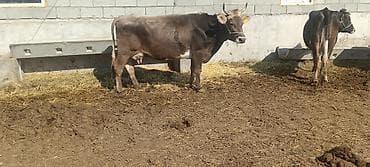 куплю корову на мясо: Продаю | Корова (самка) | Полукровка | Для молока | Привязанные — 3