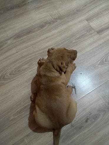 породистый кошка: Питбуль, 1 месяц, Самка — 6