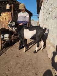 срочно продаю в связи с переездом: Продается козел (Нубийский),возраст 8мес,мать 5литровка - отец — 3