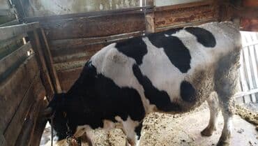 продаю дойных коров: Продаю | Корова (самка), Бык (самец) | Голштин | Для разведения | Привязанные — 11