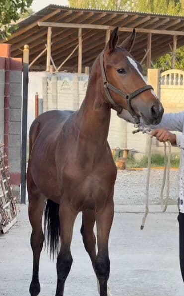 продажа щенков немецкой овчарки с документами в бишкеке: Продаю | Жеребенок | Конный спорт — 4