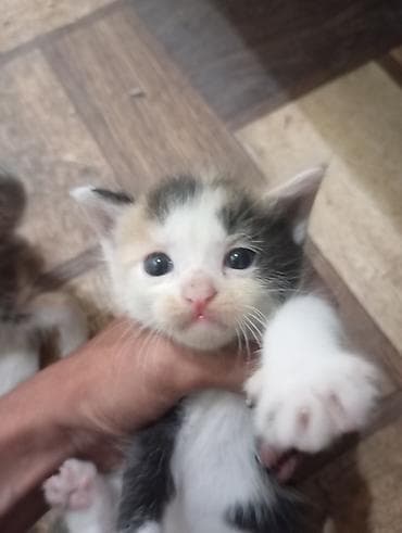 Продажа кошек: 🐾 Ищу добрые руки для котят Кошка родила 5 котят. Сейчас малыши — 5