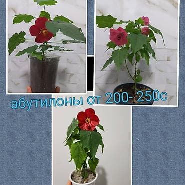 бегонии: Абутилон (комнатный клён) — саженцы в стаканчиках. Сорт с крупными — 3