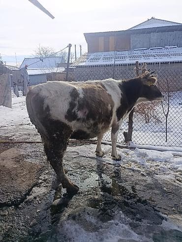 карова талас: Продаю | Корова (самка) | Для разведения — 4
