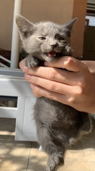 хочу котёнка: Котёнок с ровной дымчато‑серой шерстью и янтарными глазами. Плюшевый — 4