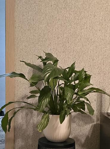 Дом и сад: Спатифиллум (Spathiphyllum), декоративно-лиственное комнатное — 2