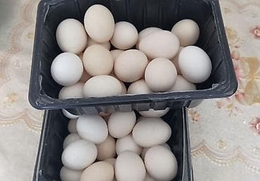 ханхяп куры яйценоскость: Продам карликов парами яйца несут
Куры петухи — 5