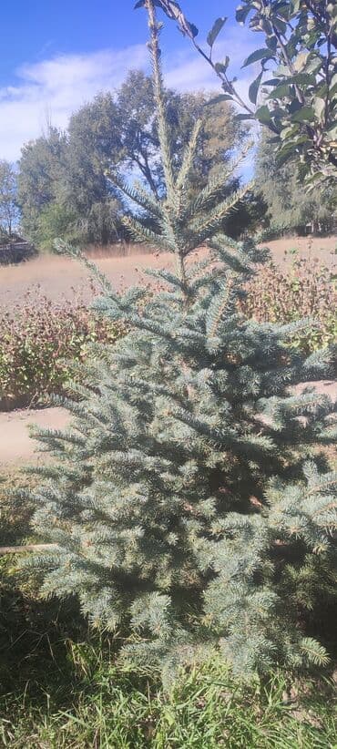 декоративный голубой ель: Саженцы деревьев: Ели — 7