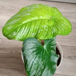 правильное питание: Комнатные домашние адаптированные, ухоженные, цветы, филодендроны — 10