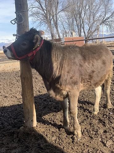 стельная телка: Продаю | Музоо, торпок | На откорм | Привязанные — 2