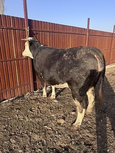 Аквариумы: Продаю | Корова (самка) | Симментальская | Для молока — 1