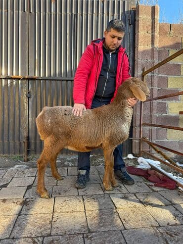 кролик цена: Продаю | Баран (самец) | Арашан | Для разведения | Племенные — 4