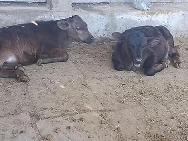 кролик цена: Продаю | Бык (самец), Музоо, торпок | Ангус | На откорм, На забой, Для разведения — 8