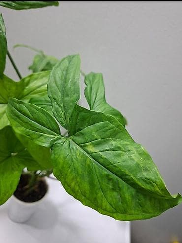 Сингониум Mojito (Мохито) Это очень популярный и желанный сорт среди